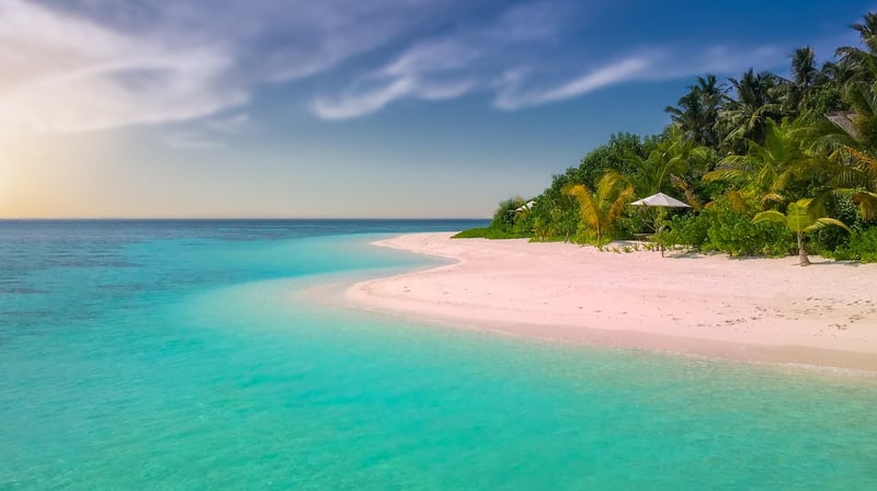 Palm Trees Paradise